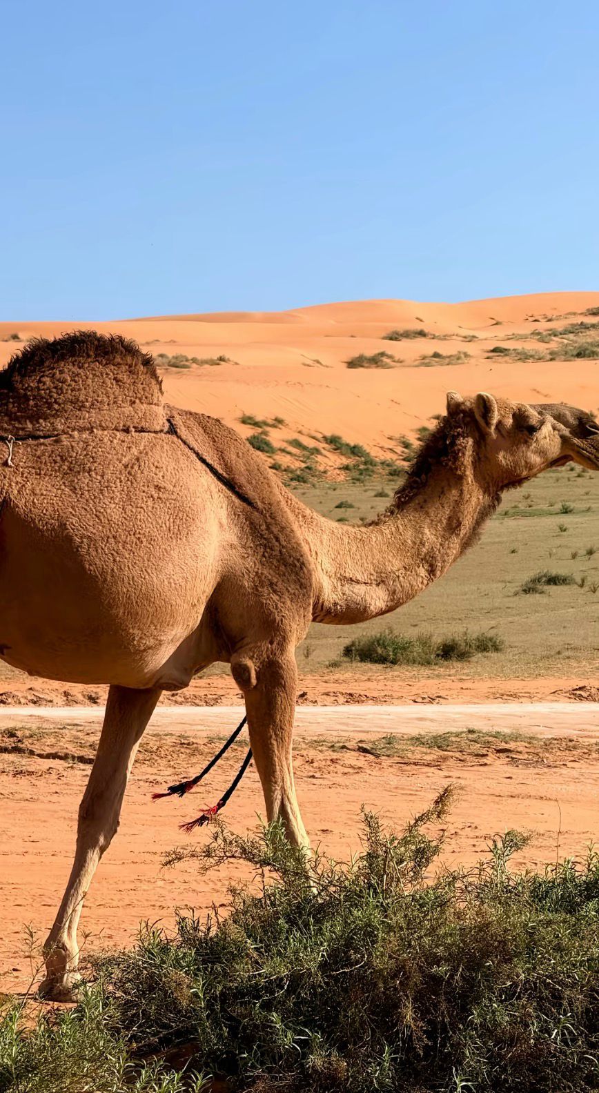 ناقه